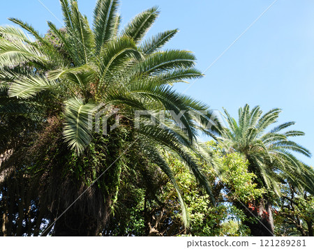 Palm trees shining against the blue sky | Yumenoshima Park Palm trees shining against the blue sky | Yumenoshima Park 121289281