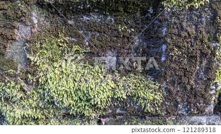 Moss 121289318