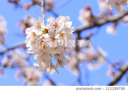 Close-up of cherry blossoms blooming against a blue sky Close-up of cherry blossoms blooming against a blue sky 121289780