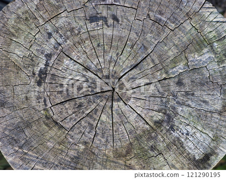 Annual ring 121290195