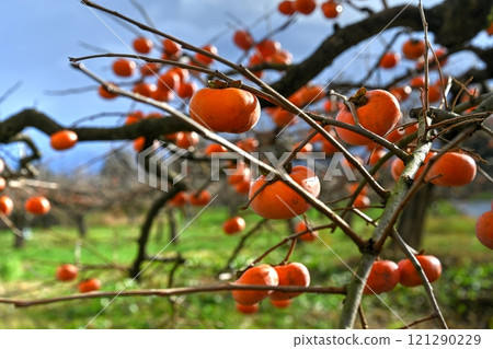 Persimmon tree Persimmon tree 121290229