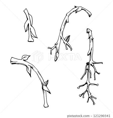 Tree, berry or bush branch twig with no leaves, early spring, late autumn or winter, plant stalks, buds, hand drawn in ink vector. Isolated botanical illustration. Wedding, decoupage, florist shop. 121290341