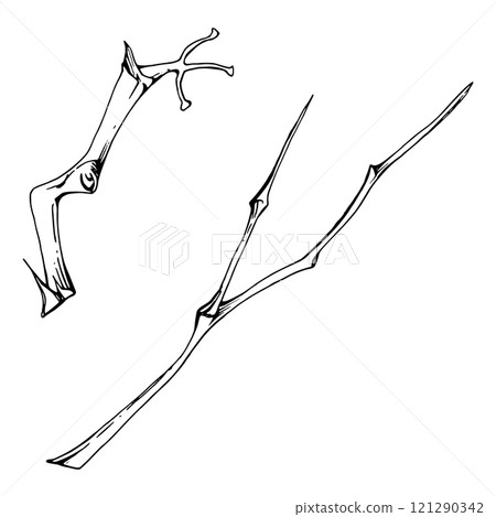 Tree, berry or bush branch twig with no leaves hand drawn in ink vector. Early spring, late autumn or winter, plant stalks, buds. Isolated botanical illustration. Wedding, scrapbooking, florist shop. 121290342