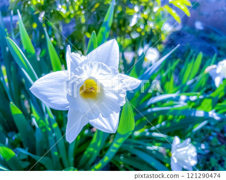 A refreshing May morning ~White daffodil flowers~ 121290474