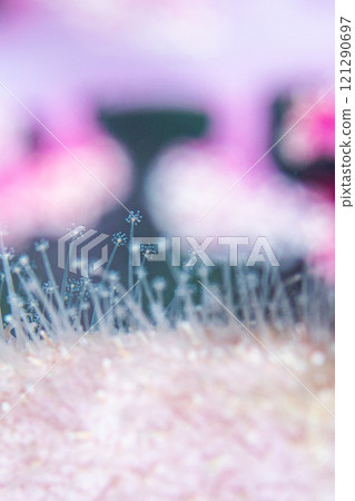 鮮花和鮮花 121290697