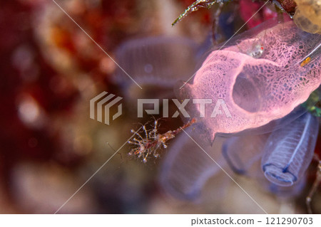 Family group Family group 121290703