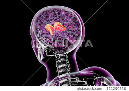 Human brain with highlighted internal capsule, 3D illustration 121290838