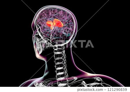 Human brain with highlighted internal capsule, 3D illustration Human brain with highlighted internal capsule, 3D illustration 121290839