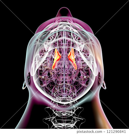 Human brain with highlighted internal capsule, 3D illustration 121290841