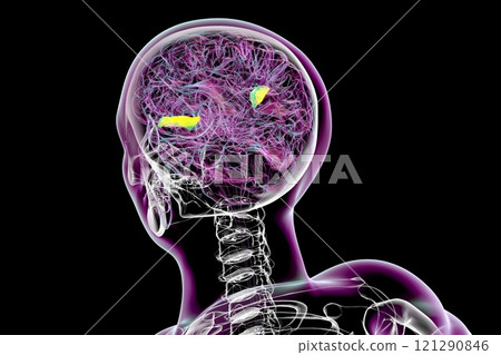 Human brain with highlighted transverse temporal gyri, 3D illustration Human brain with highlighted transverse temporal gyri, 3D illustration 121290846