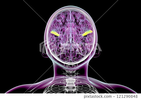 Human brain with highlighted transverse temporal gyri, 3D illustration 121290848