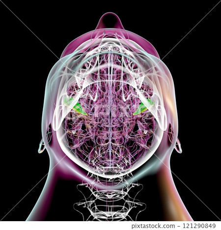 Human brain with highlighted transverse temporal gyri, 3D illustration 121290849