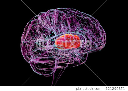 Human brain with highlighted internal capsule, 3D illustration 121290851