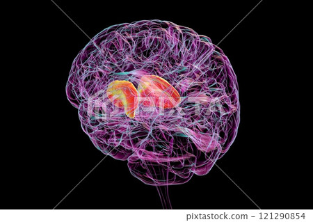 Human brain with highlighted internal capsule, 3D illustration 121290854