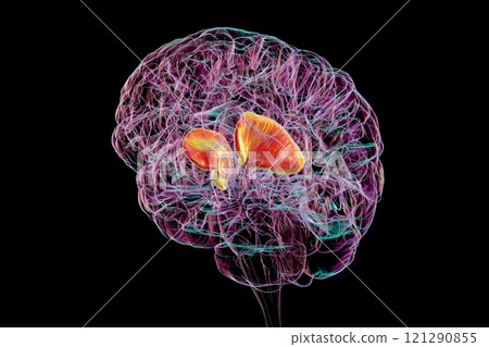 Human brain with highlighted internal capsule, 3D illustration 121290855