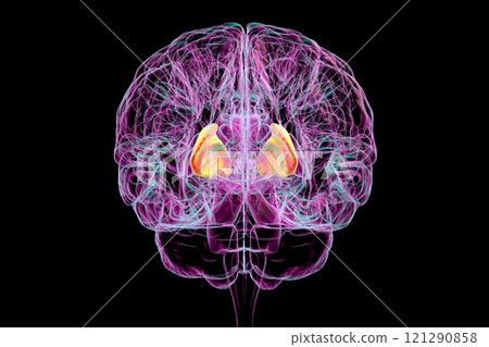 Human brain with highlighted internal capsule, 3D illustration 121290858