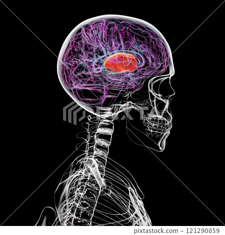Human brain with highlighted internal capsule, 3D illustration 121290859