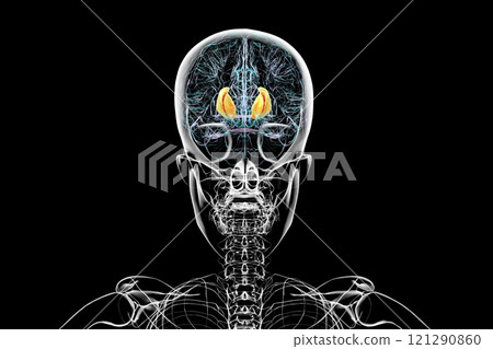 Human brain with highlighted internal capsule, 3D illustration 121290860