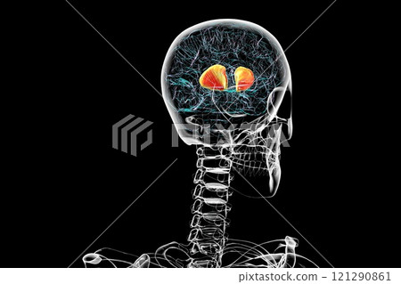 Human brain with highlighted internal capsule, 3D illustration 121290861