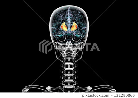 Human brain with highlighted internal capsule, 3D illustration 121290866