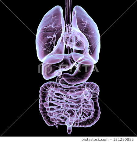 Human respiratory and digestive system anatomy, 3D illustration 121290882