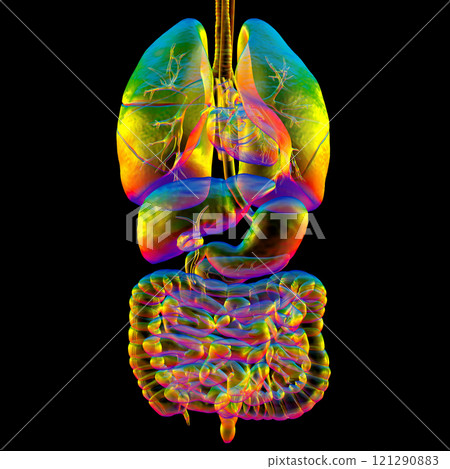 Human respiratory and digestive system anatomy, 3D illustration 121290883