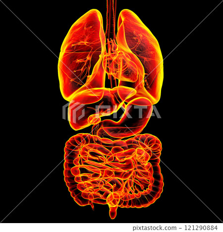 Human respiratory and digestive system anatomy, 3D illustration Human respiratory and digestive system anatomy, 3D illustration 121290884