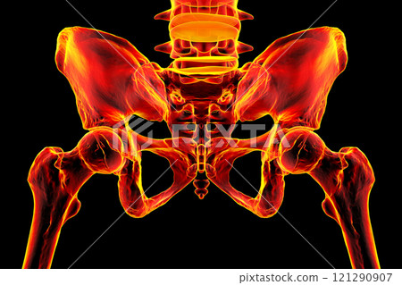 Human pelvic bones anatomy, 3D illustration 121290907