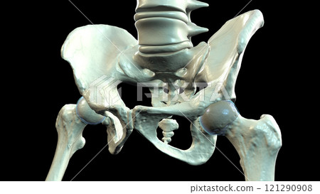 Human pelvic bones anatomy, 3D illustration 121290908