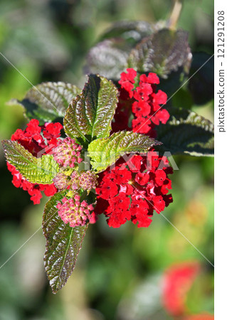 Lantana 121291208