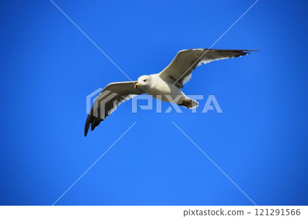 A seagull soars gracefully in the blue sky... A seagull soars gracefully in the blue sky... 121291566