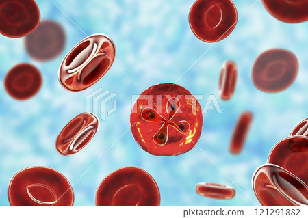 Babesia parasites inside red blood cell, the causative agent of babesiosis 121291882