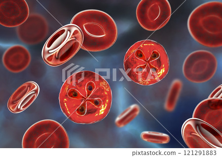 Babesia parasites inside red blood cell, the causative agent of babesiosis 121291883