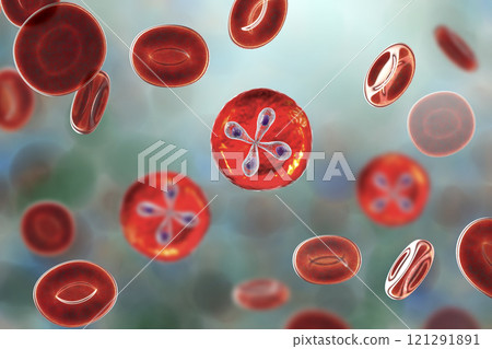 Babesia parasites inside red blood cell, the causative agent of babesiosis Babesia parasites inside red blood cell, the causative agent of babesiosis 121291891