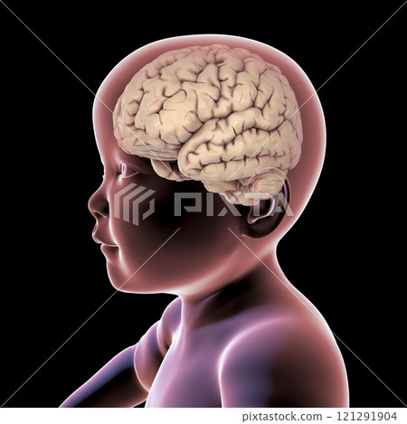 Healthy child with highlighted brain 121291904