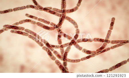 Bacteria Bacillus anthracis 121291923