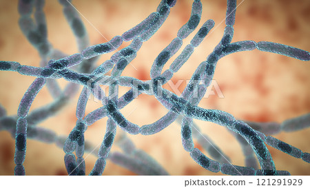 Bacteria Bacillus anthracis Bacteria Bacillus anthracis 121291929