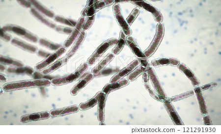 Bacteria Bacillus anthracis Bacteria Bacillus anthracis 121291930