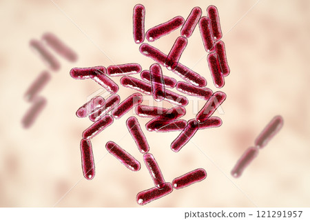 Probiotic bacteria Bacillus clausii Probiotic bacteria Bacillus clausii 121291957