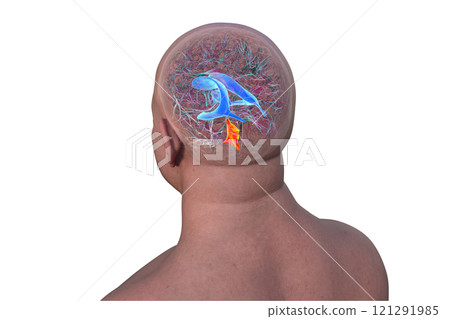 Anatomy of the fourth brain ventricle, 3D illustration 121291985