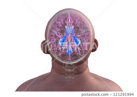 The third brain ventricle, 3D illustration The third brain ventricle, 3D illustration 121291994
