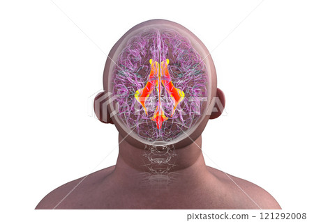 Ventricular system of the brain, 3D illustration Ventricular system of the brain, 3D illustration 121292008