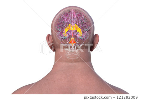 Ventricular system of the brain, 3D illustration 121292009
