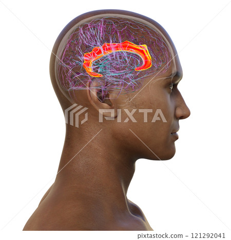 Human brain with highlighted cingulate gyrus, 3D illustration Human brain with highlighted cingulate gyrus, 3D illustration 121292041