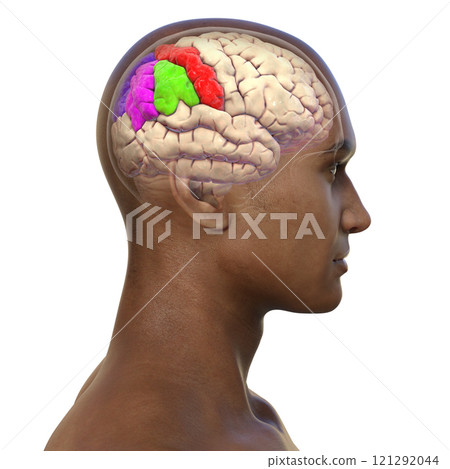 Human brain with highlighted parietal gyri, 3D illustration 121292044