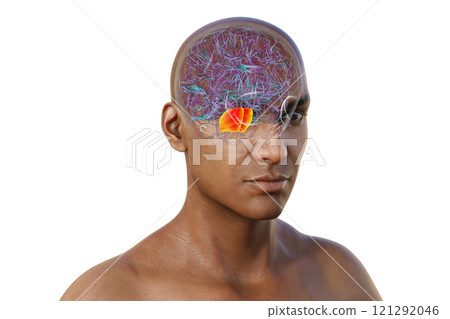 Human brain with the pons highlighted in red, 3D illustration 121292046