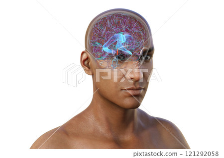 Human brain with the cerebral aqueduct and the ventricular system, 3D illustration Human brain with the cerebral aqueduct and the ventricular system, 3D illustration 121292058