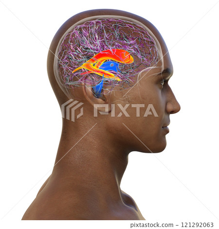 The lateral brain ventricles, 3D illustration 121292063