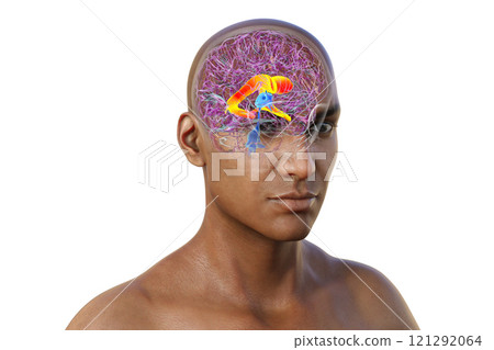 The lateral brain ventricles, 3D illustration 121292064