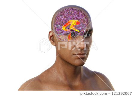 Ventricular system of the brain, 3D illustration 121292067